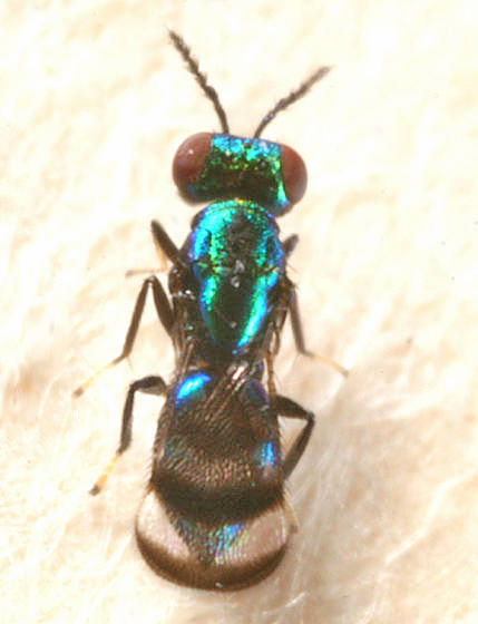 Closterocerus sp.