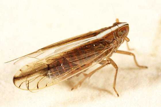 Stenocranus felti
