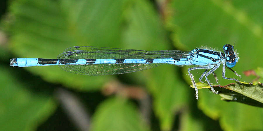 Marsh Bluet - Enallagma ebrium (male)