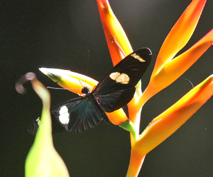 Sara Longwing - Heliconius sara