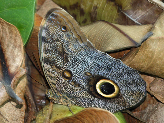 Dark Owl-Butterfly - Caligo brasiliensis