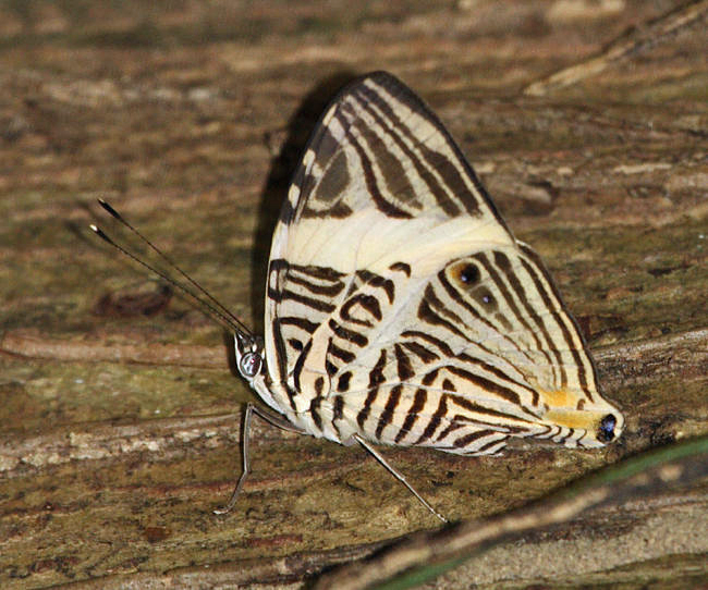 The Mosaic - Colobura dirce