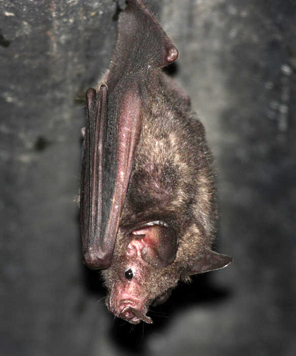 Sebas Short-tailed Fruit Bat - Carollia perspicillata