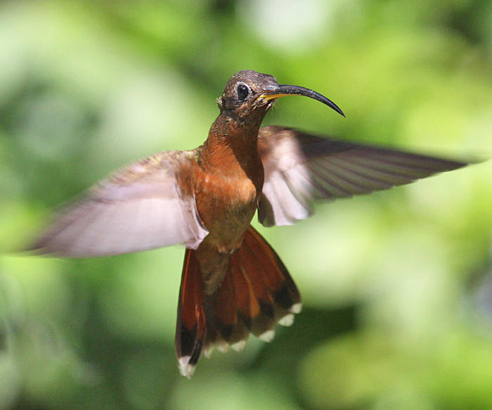 Rufous-breasted Hermit - Glaucis hirsuta