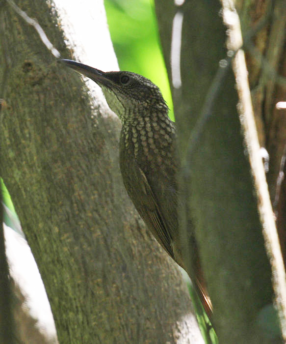 Cocoa Woodcreeper - Xiphorhynchus susurrans