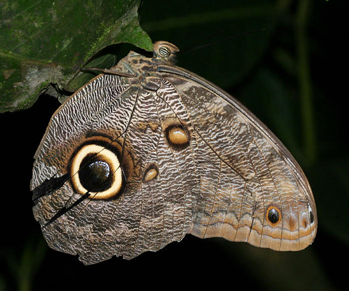 Dark Owl-Butterfly - Caligo brasiliensis