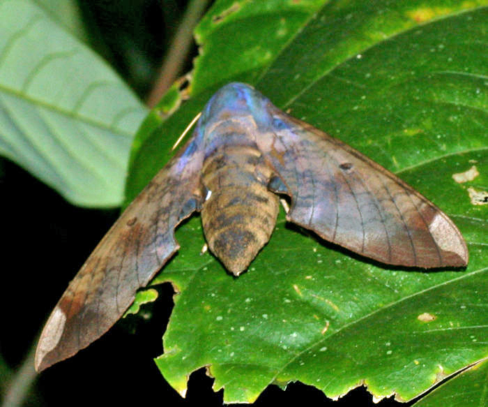 Pachylia ficus