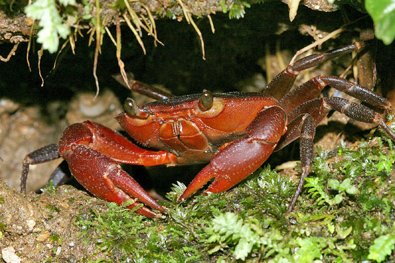 Trinidad Mountain Crab - Rodriguezus garmani