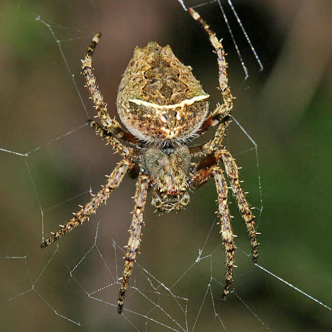 Parawixia sp.