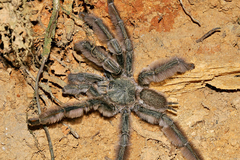 Chevron Tarantula - Psalmopoeus cambridgei