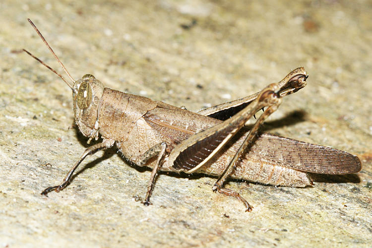 Abracris flavolineata (female)