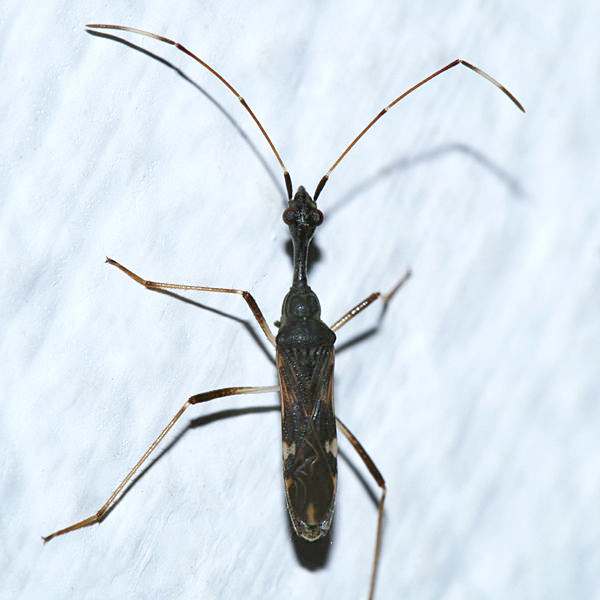 Myodocha sp.