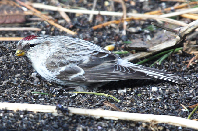 Hoary Redpoll - Carduelis hornemanni