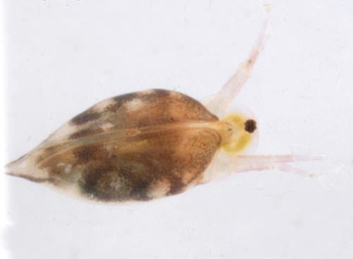 Cladocera - Simocephalus sp.