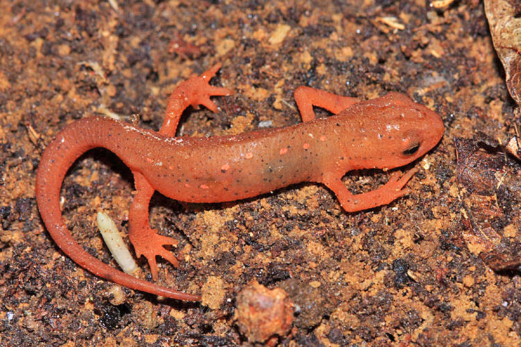 Red Eft - Notophthalmus viridescens