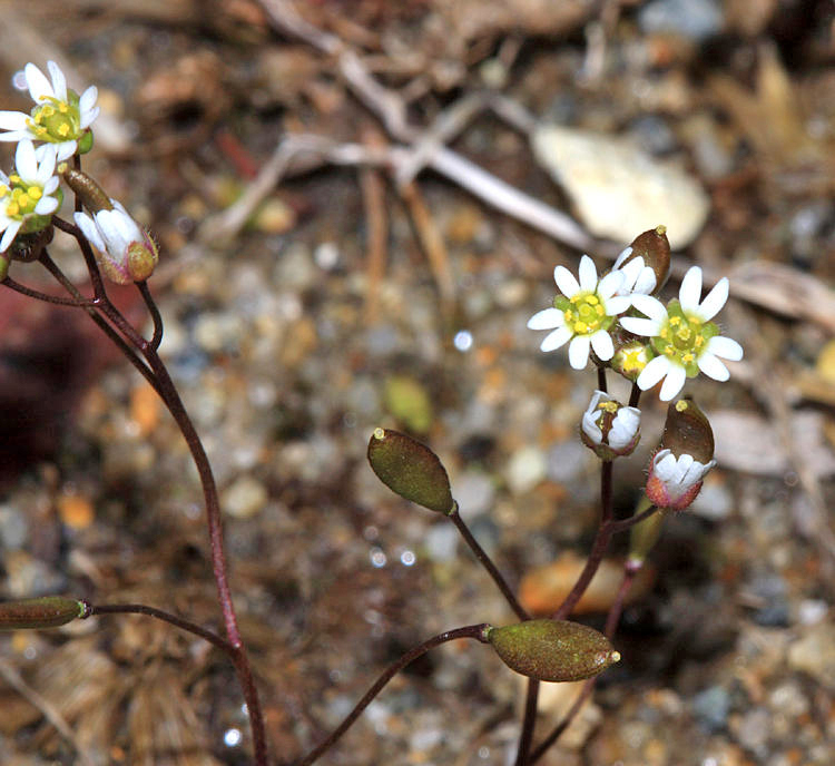 Whitlow Grass - Draba (Erophila) verna