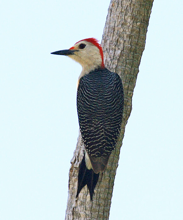 Golden-fronted Woodpecker - Melanerpes aurifrons 