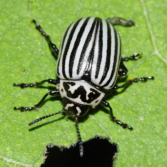 Eleven-lined Potato Beetle - Leptinotarsa undecimlineata