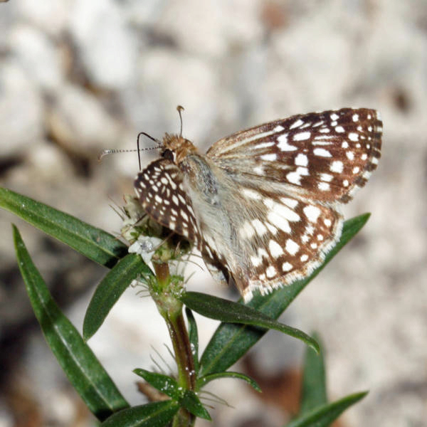 Tropical Checkered Skipper - Pyrgus oileus