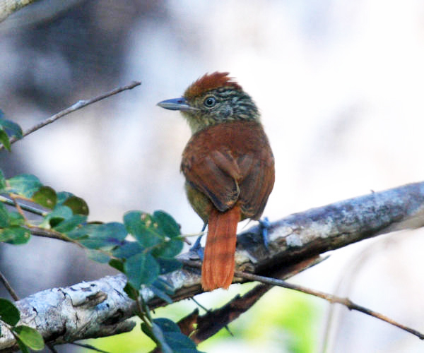 female Barred Antshrike - Thamnophilus doliatus