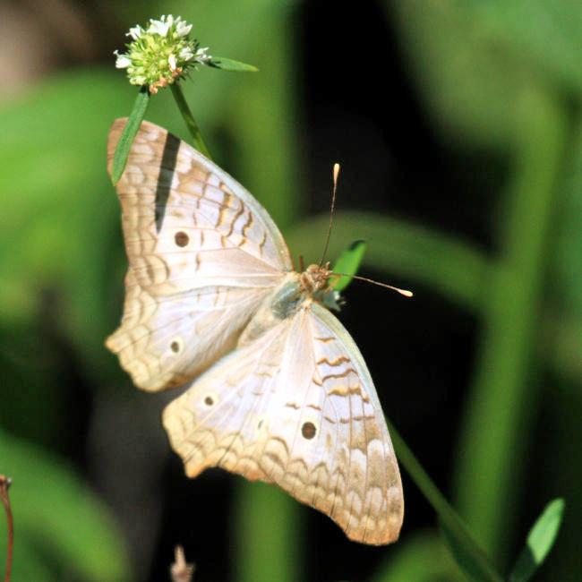White Peacock - Anartia jatrophae