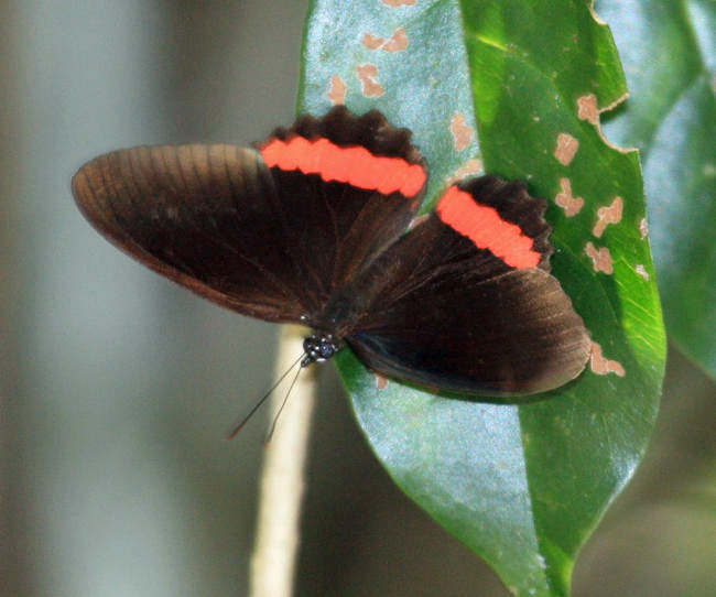 Biblis aganisa