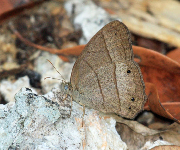 Renatas Satyr - Yphthimoides renata