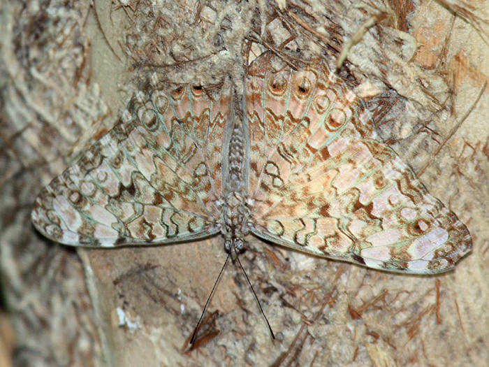 Gray Cracker - Hamadryas februa 