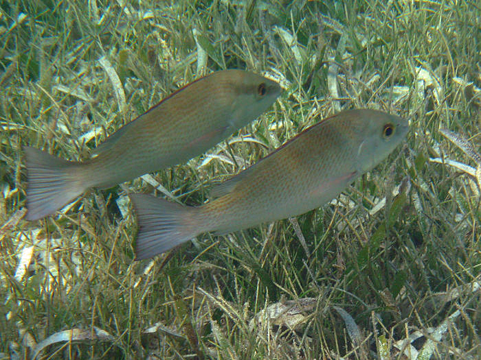 Grey Snapper - Lutjanus griseus