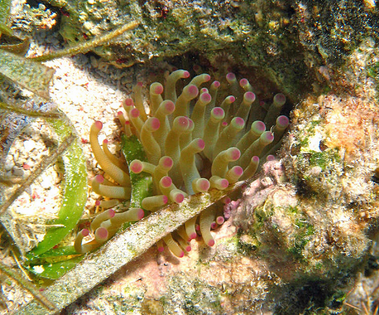 Giant Anemone - Condylactis gigantea