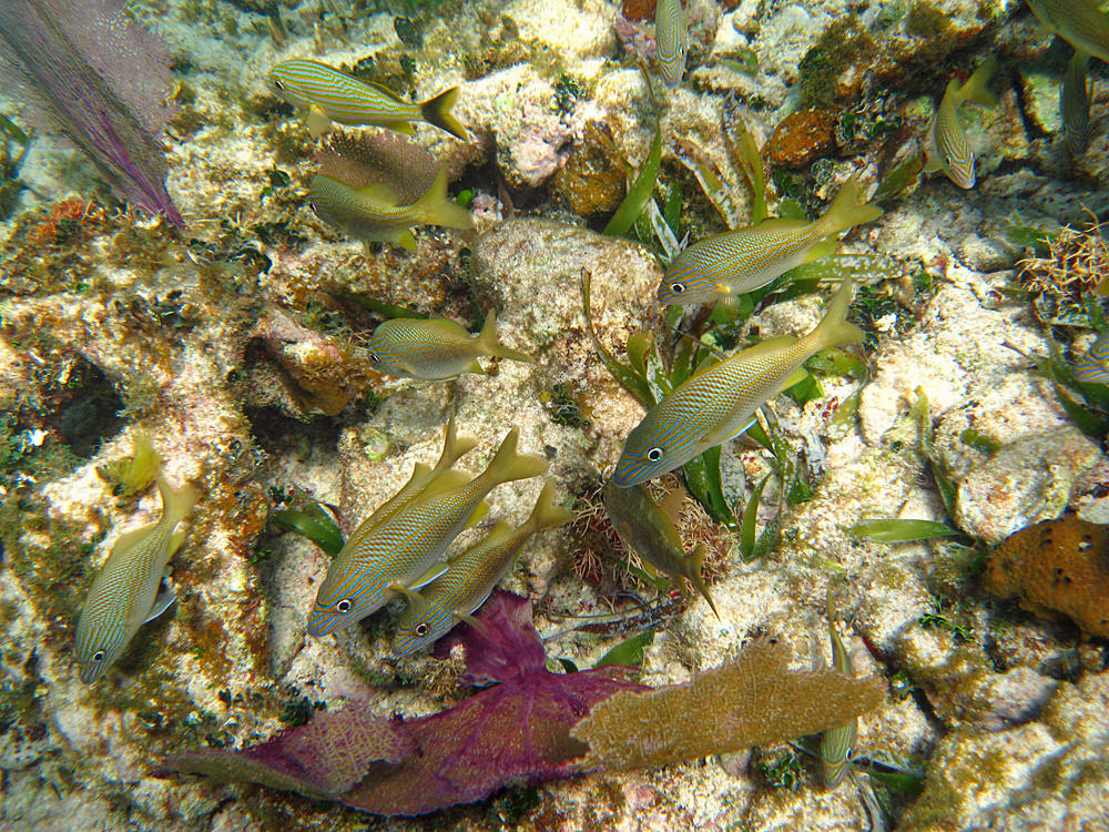 White Grunt - Haemulon plumieri