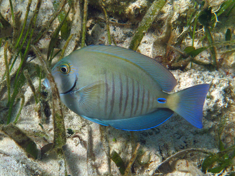 Doctorfish - Acanthurus chirurgus