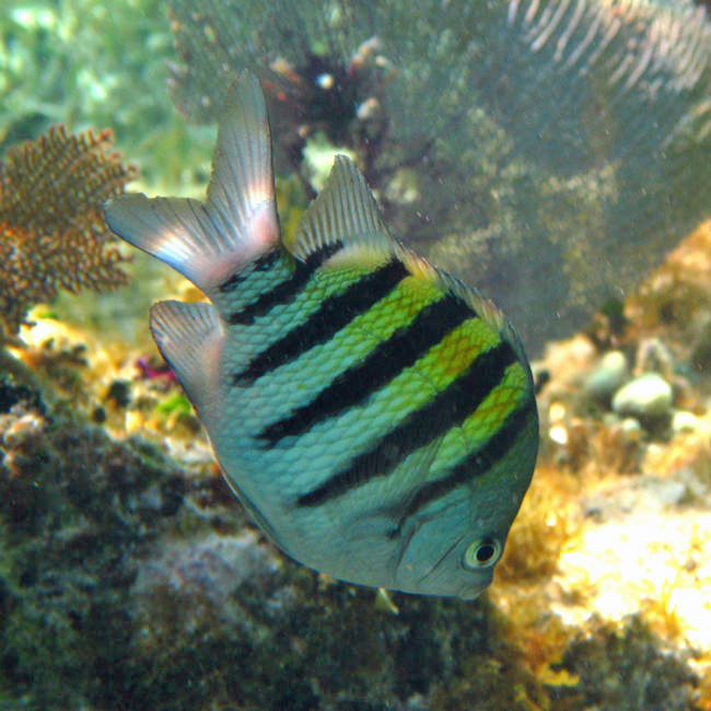 Sergeant Major - Abudefduf saxatilis