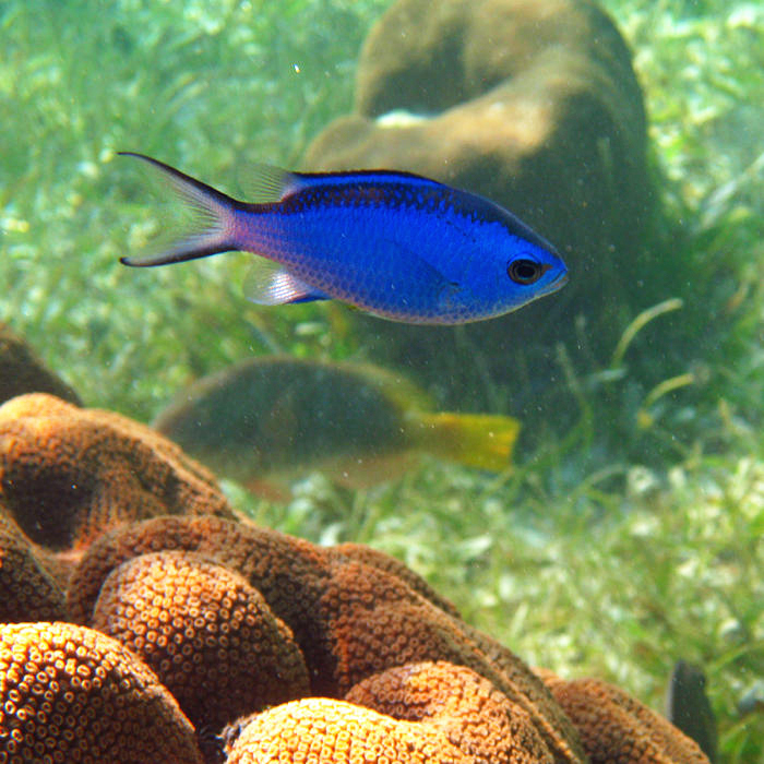 Blue Chromis - Chromis cyanea