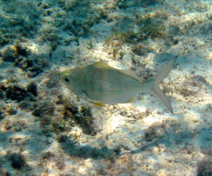 Yellowfin Mojarra - Gerres cinereus