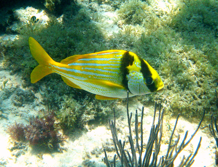 Porkfish - Anisotremus virginicus