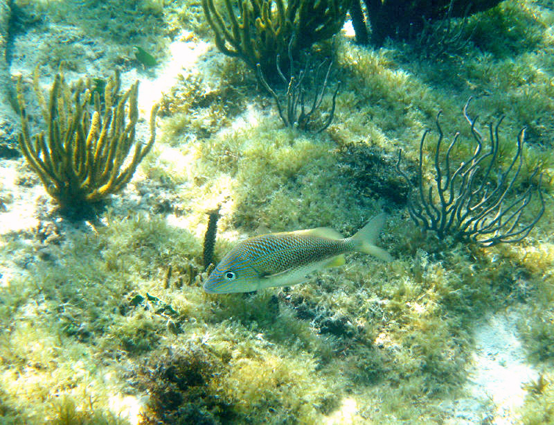 White Grunt - Haemulon plumieri
