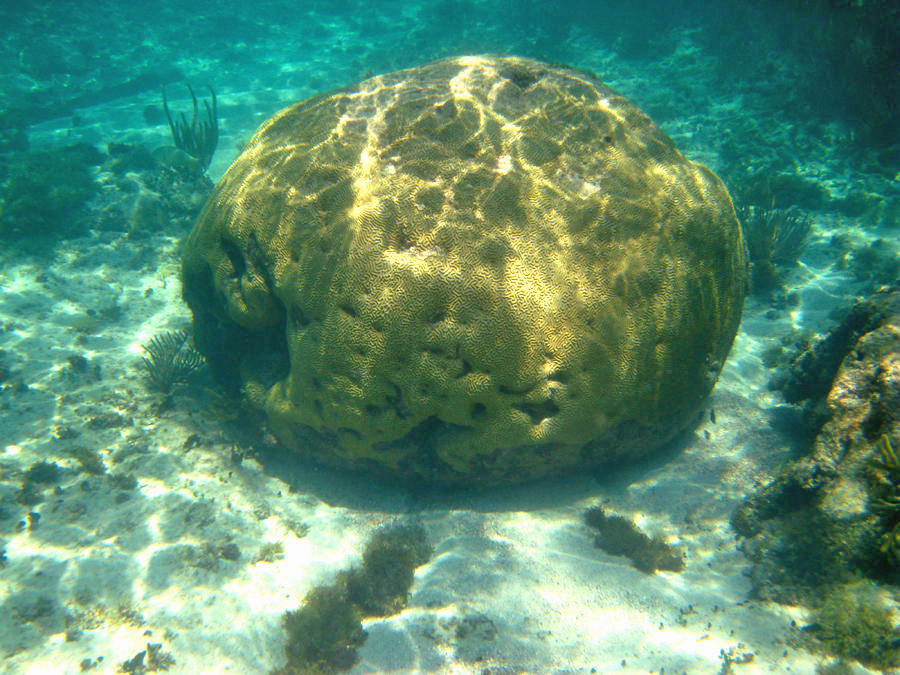 Boulder Brain Coral - Colpophyllia natans