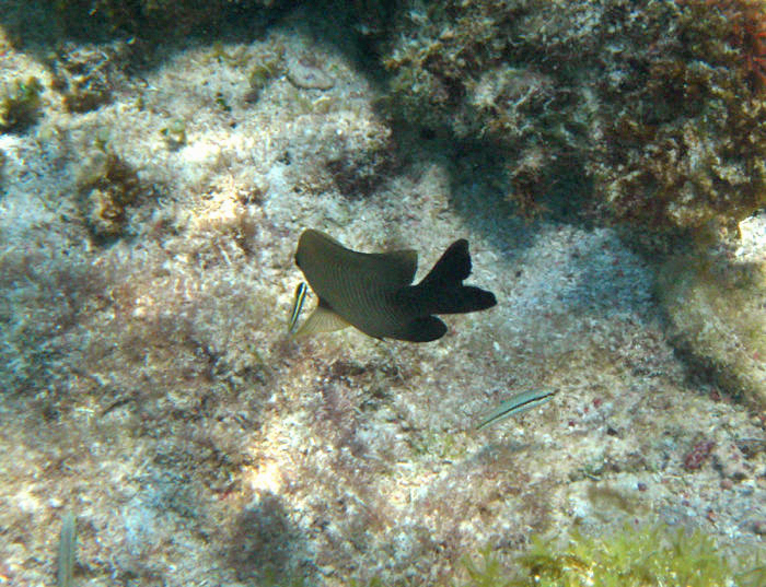 Dusky Damselfish - Stegastes adustus and Cleaning Goby - Gobiosoma genie