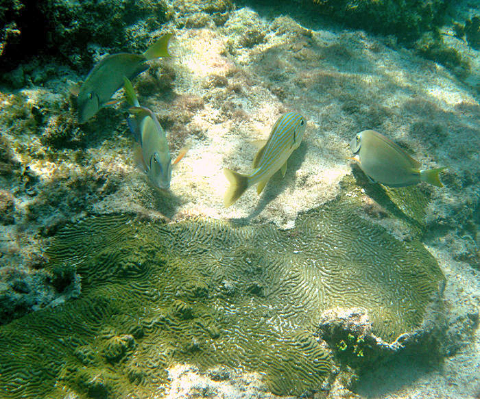 Blue Striped Grunt - Haemulon sciurus (center)