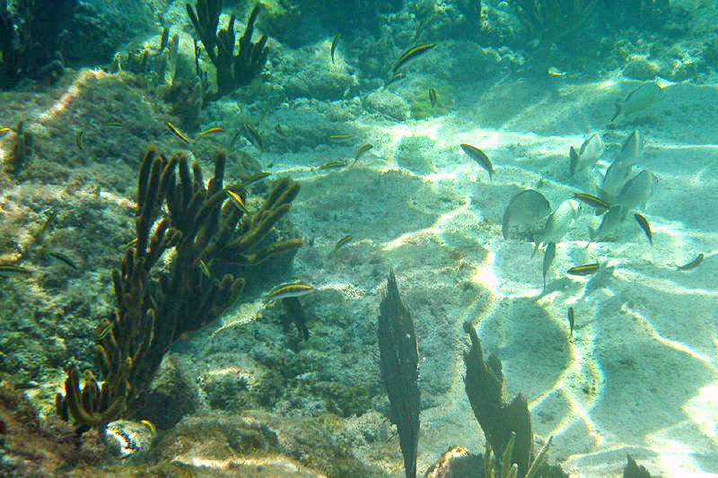 Bluehead - Thalassoma bifasciatum (immature Wrasses)