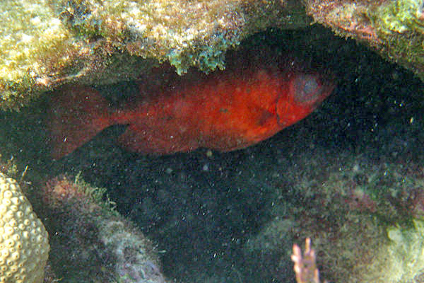 Glasseye - Heteropriacanthus cruentatus