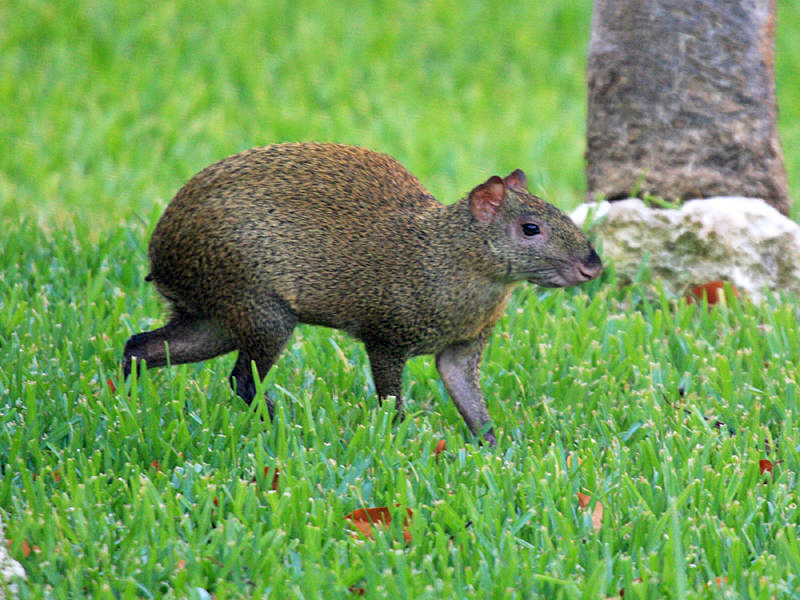 Central American Agouti - Dasyprocta punctata