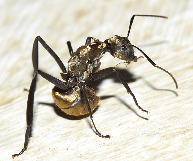 Camponotus sericeiventris