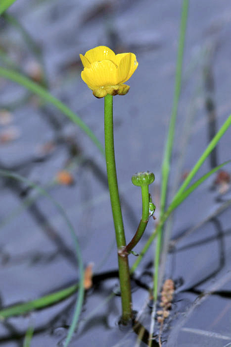 Yellow Water Buttercup - Ranunculus flabellaris