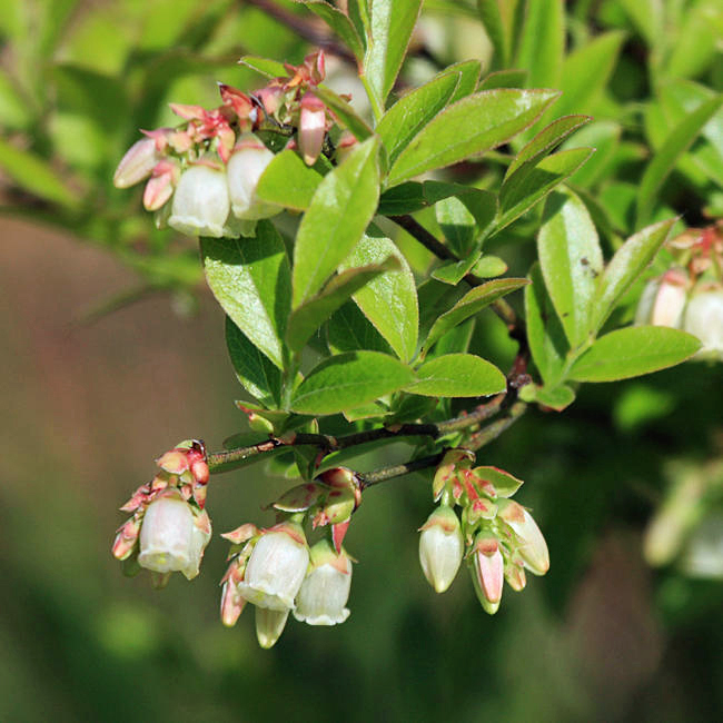 Dwarf Huckleberry - Gaylussacia dumosa