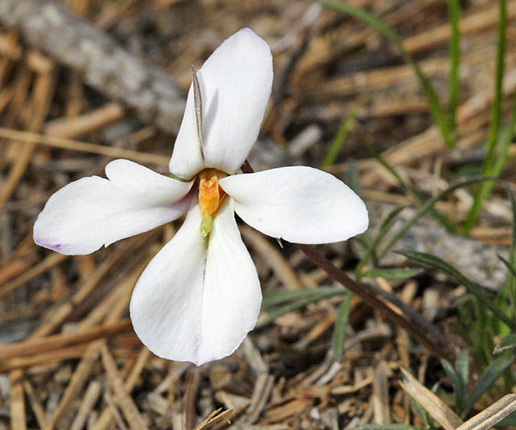 white Birds Foot Violet - Viola pedata
