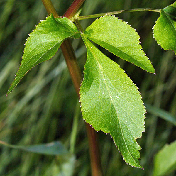 Golden Alexanders - Zizia aurea