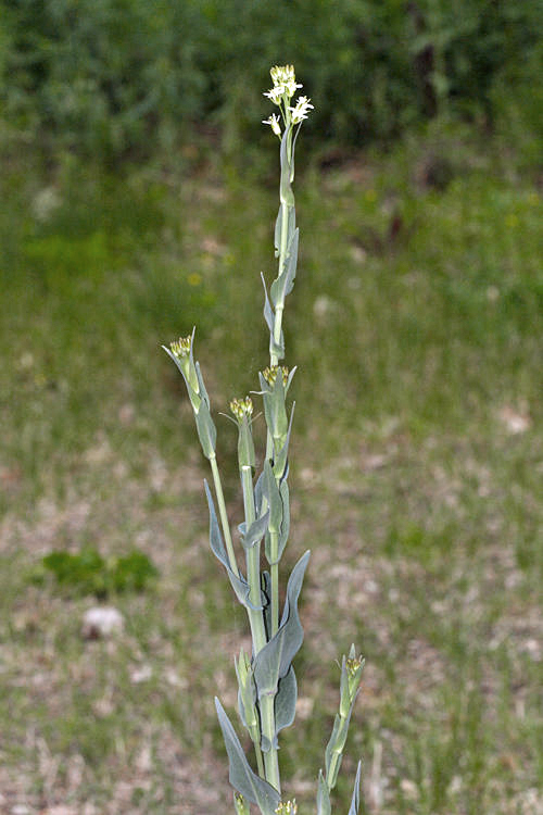 Tower Mustard - Arabis glabra