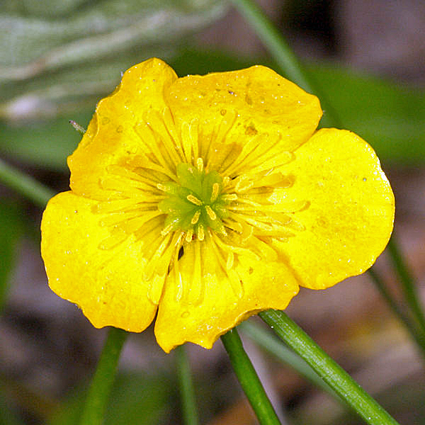 Bulbous Buttercup - Ranunculus bulbosus